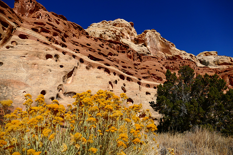 Cohab Canyon [Capitol Reef National Park]