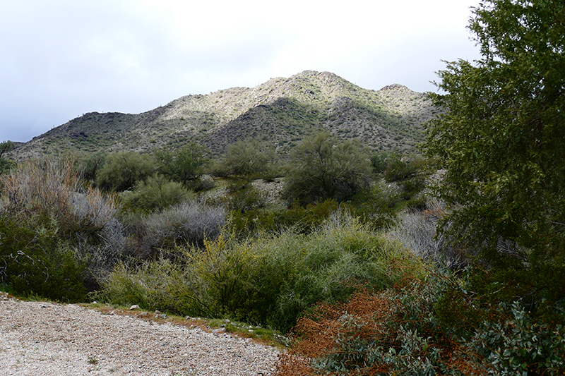 Estrella Mountains Regional Park [Avondale]