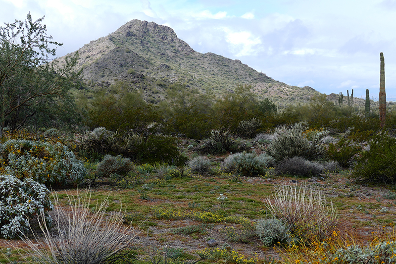 Estrella Mountains Regional Park [Avondale]