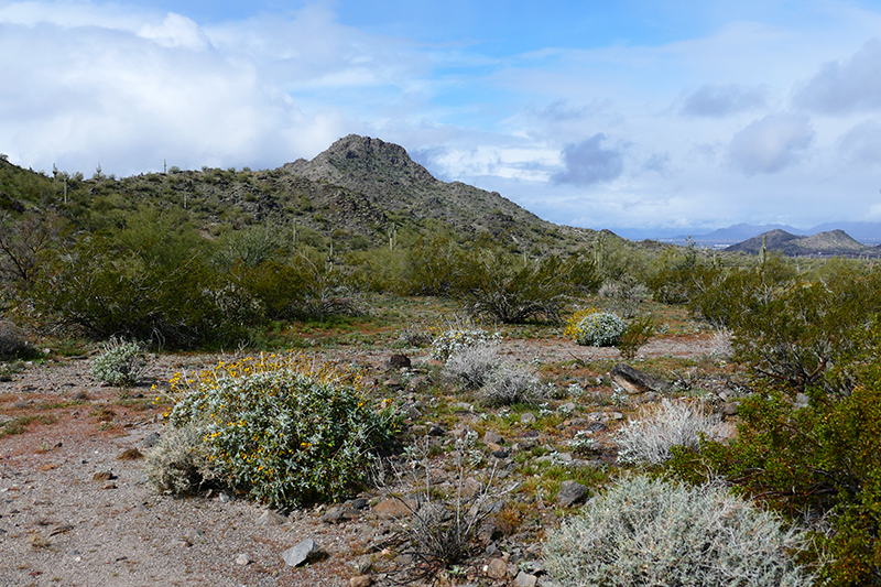 Estrella Mountains Regional Park [Avondale]