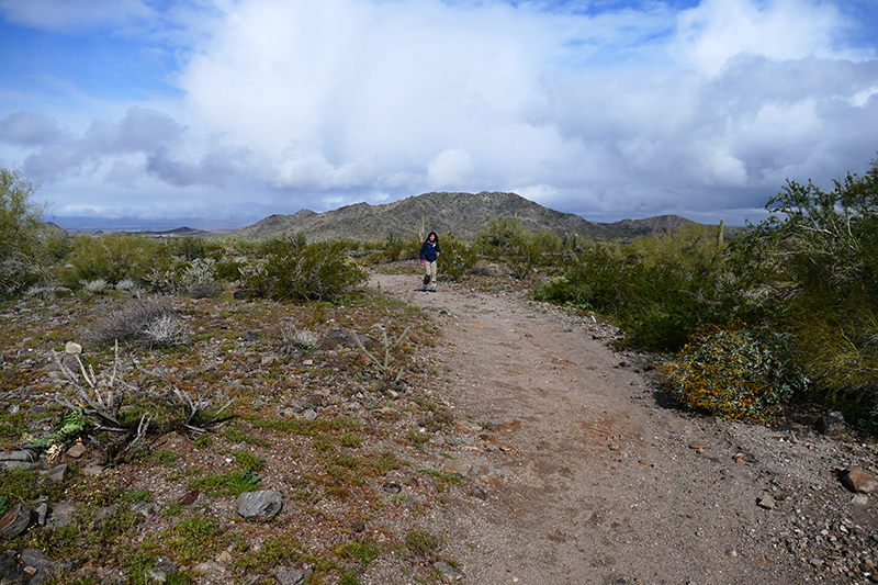 Estrella Mountains Regional Park [Avondale]