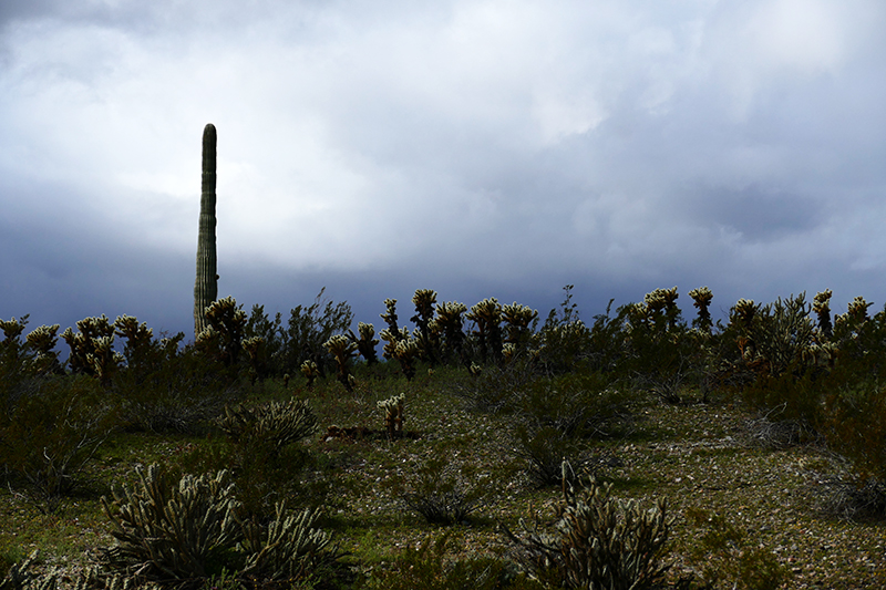 Estrella Mountains Regional Park [Avondale]