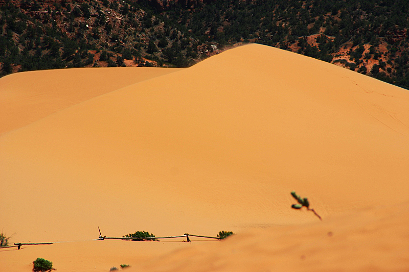 Coral Pink Sand Dunes State Park