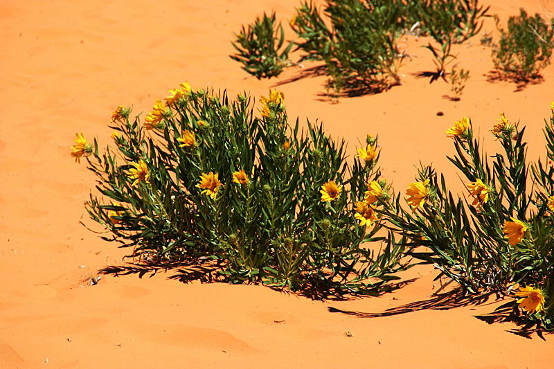 Coral Pink Sand Dunes State Park