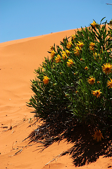 Coral Pink Sand Dunes State Park