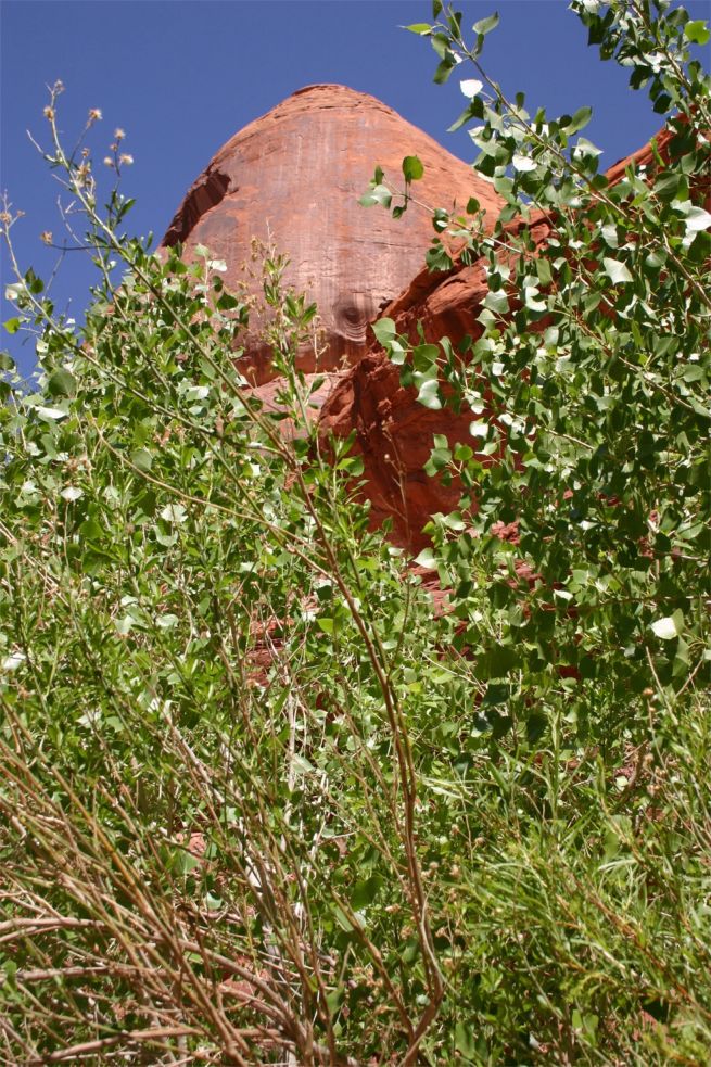 Coyote Gulch