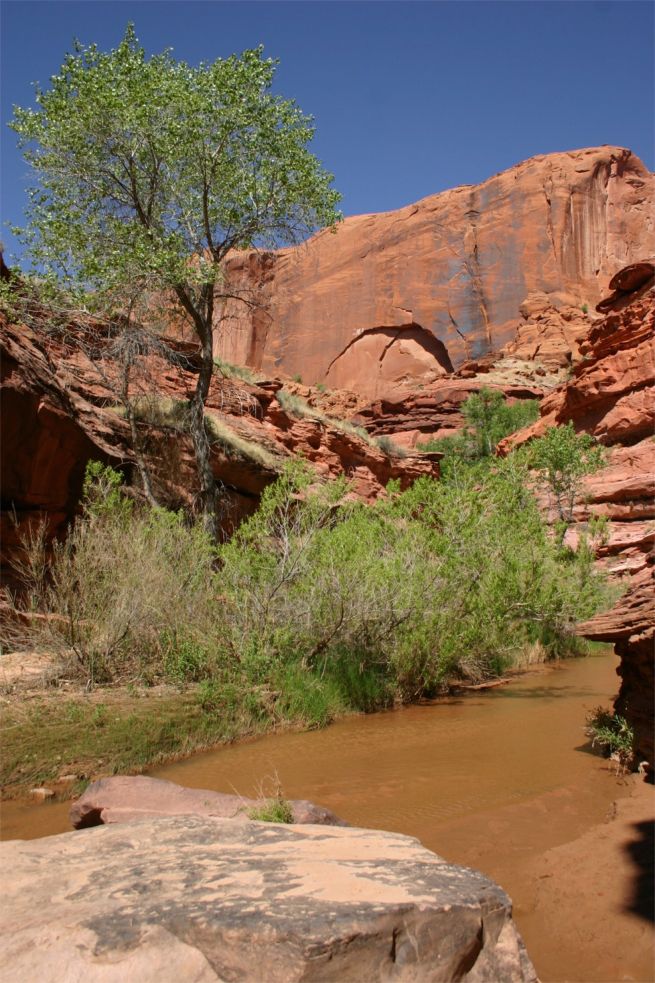 Coyote Gulch