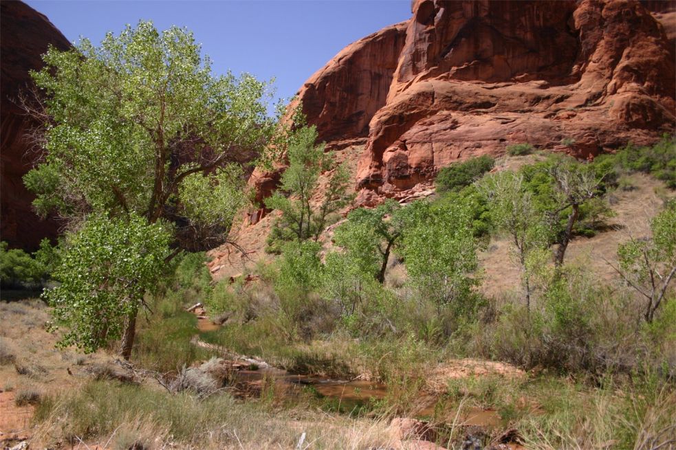 Coyote Gulch