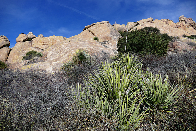 Crawford, Fillmore, La Cueva Trails [Organ Mountains]