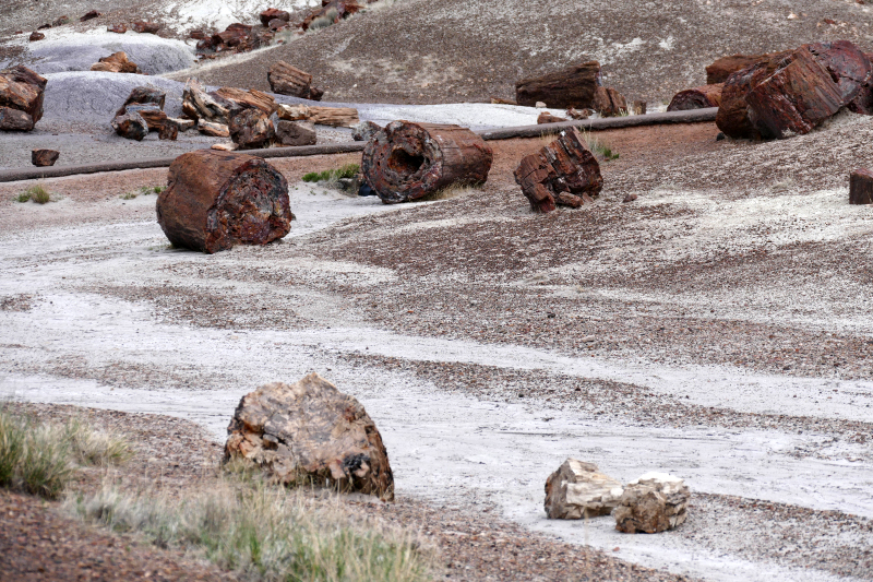Crystal Forest [Petrified Forest National Park]