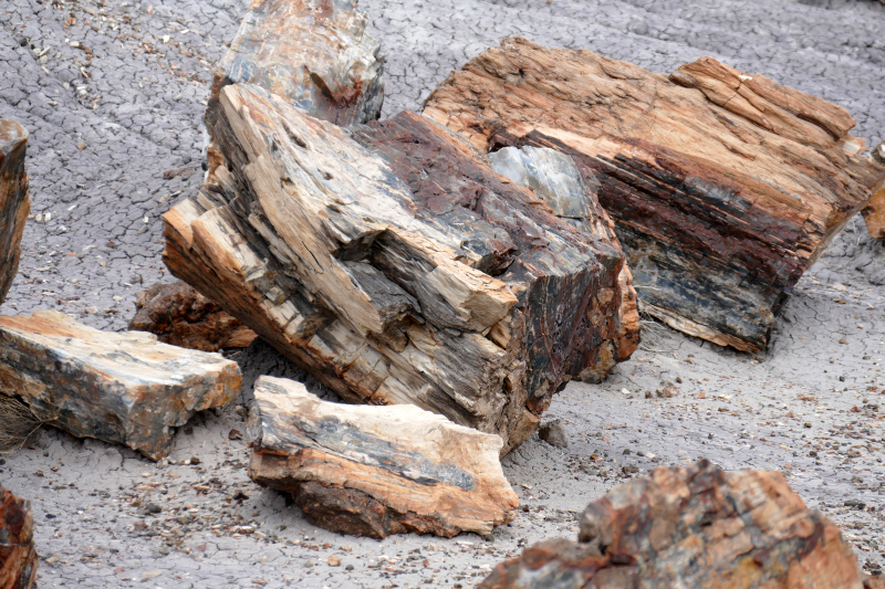 Crystal Forest [Petrified Forest National Park]