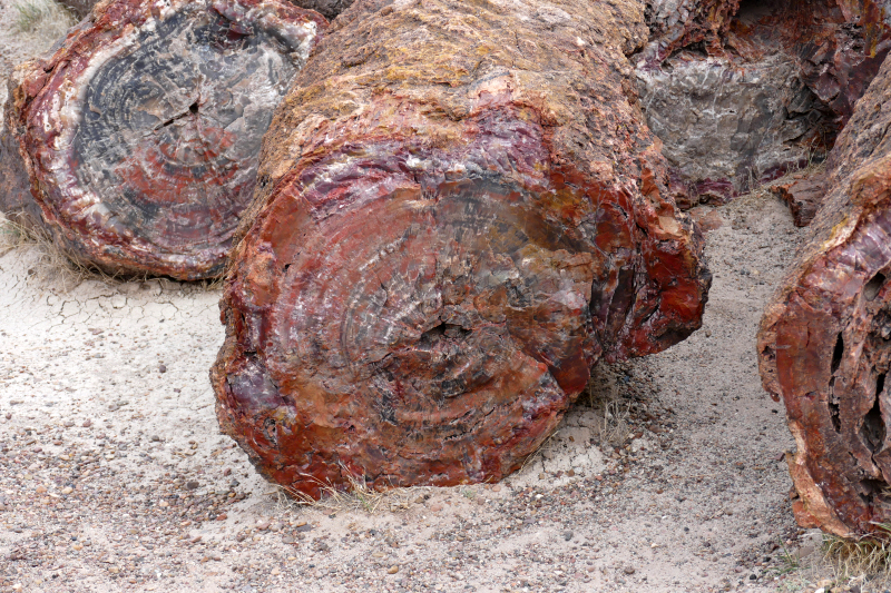 Crystal Forest [Petrified Forest National Park]