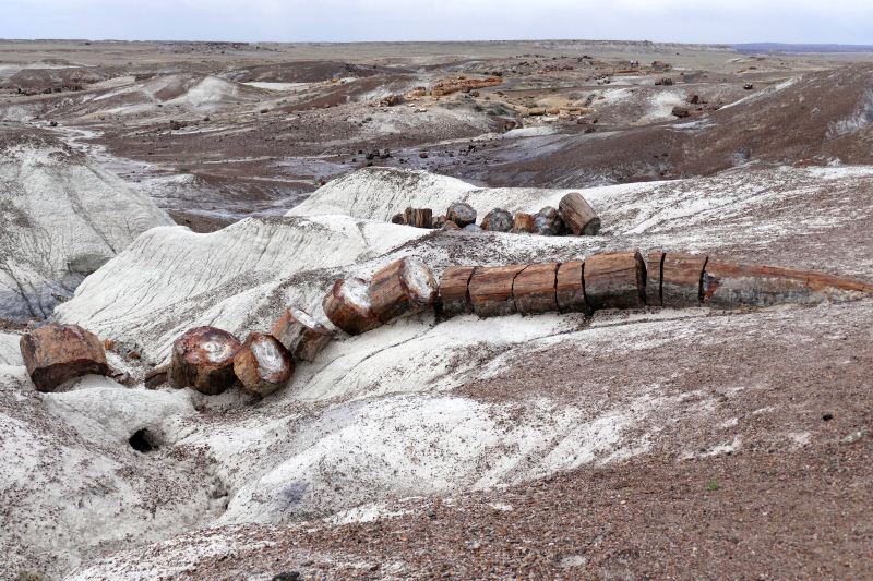 Crystal Forest [Petrified Forest National Park]