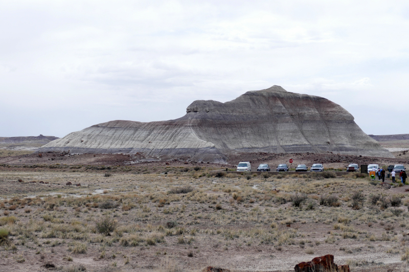 Crystal Forest [Petrified Forest National Park]