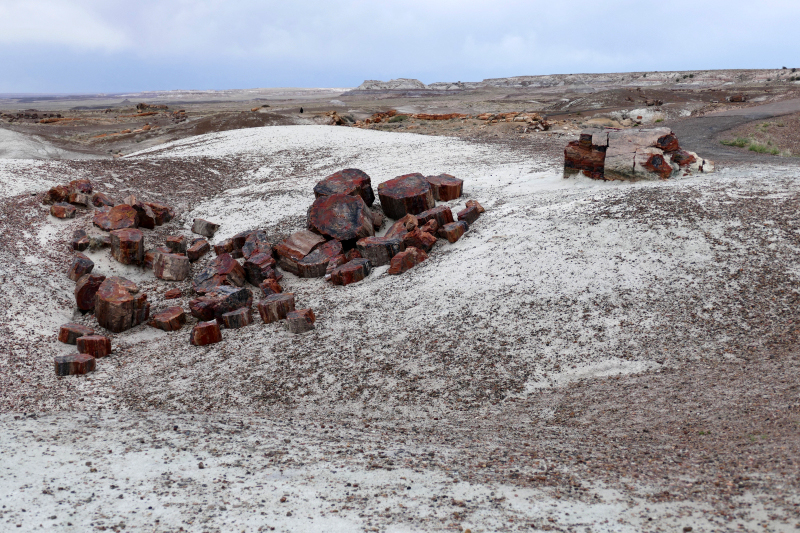 Crystal Forest [Petrified Forest National Park]