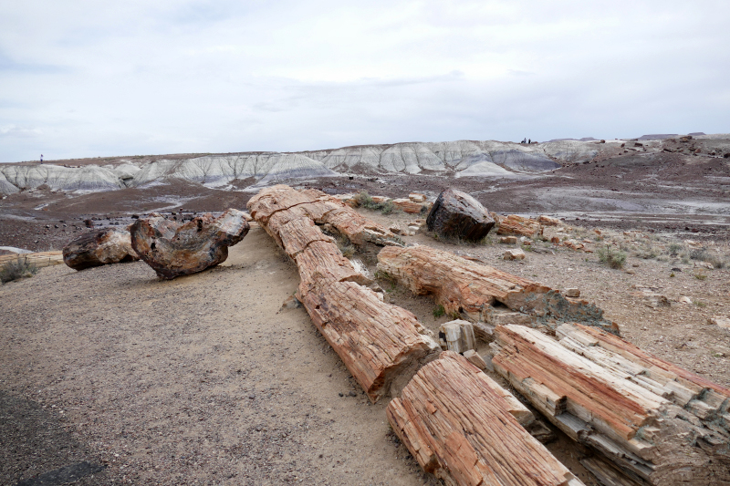 Crystal Forest [Petrified Forest National Park]