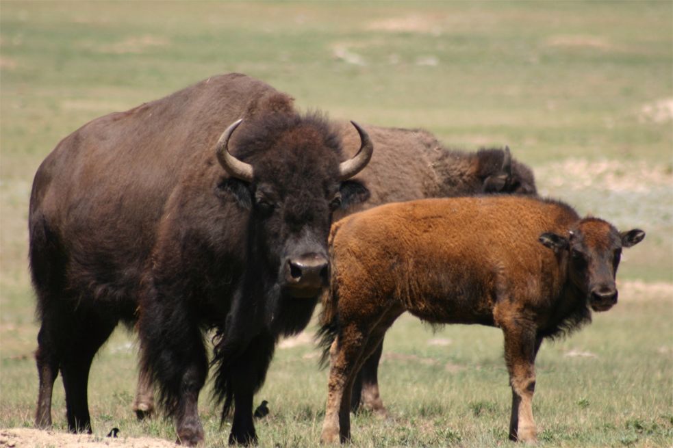 Custer State Park