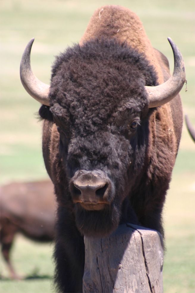 Custer State Park