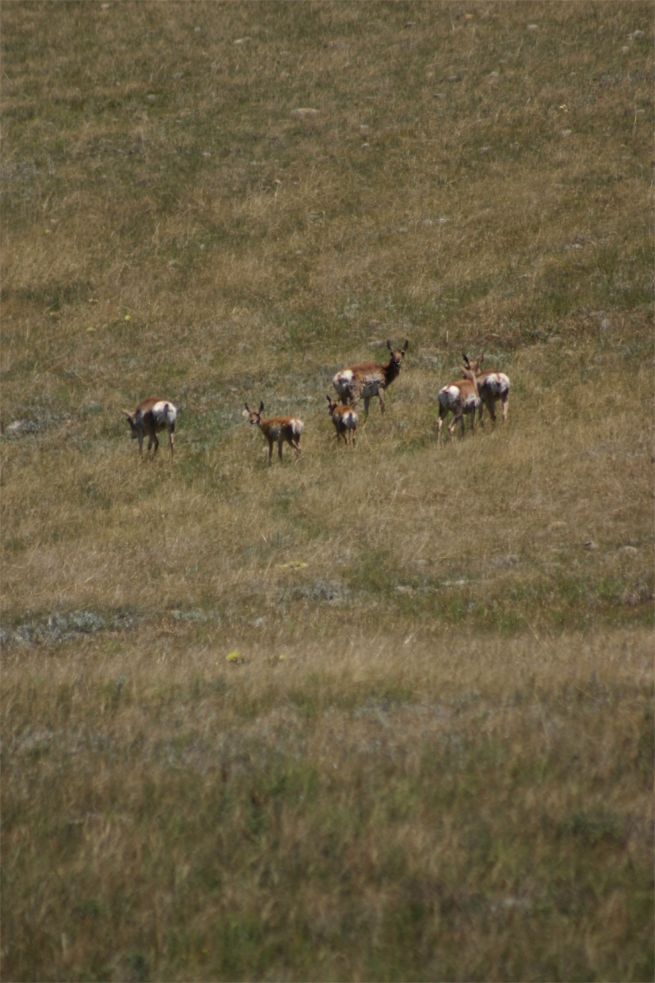 Custer State Park