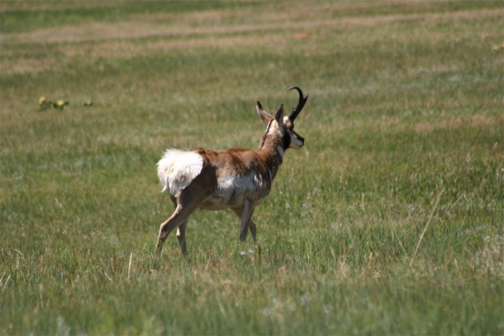 Custer State Park