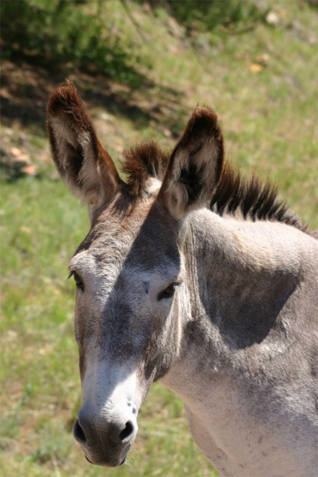 Custer State Park