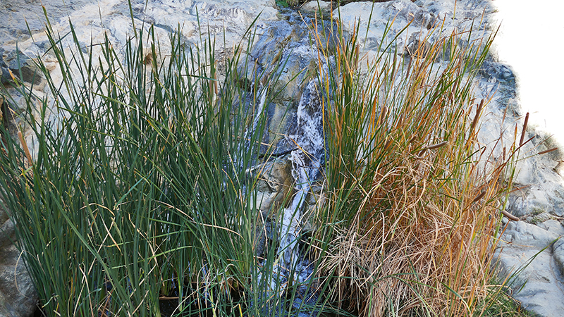 Darwin Falls Panamint Springs