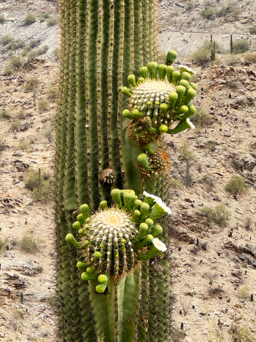 Desert Foothills Trails - South Mountains [Telegraph-, National-, Ranger-, Las Luminas- und  Kiwanis Trail]