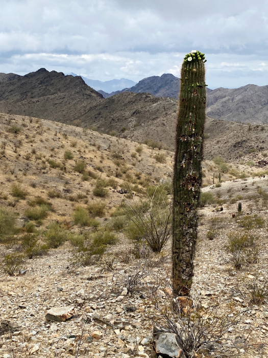 Desert Foothills Trails - South Mountains [Telegraph-, National-, Ranger-, Las Luminas- und  Kiwanis Trail]