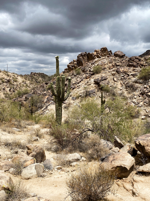 Desert Foothills Trails - South Mountains [Telegraph-, National-, Ranger-, Las Luminas- und  Kiwanis Trail]