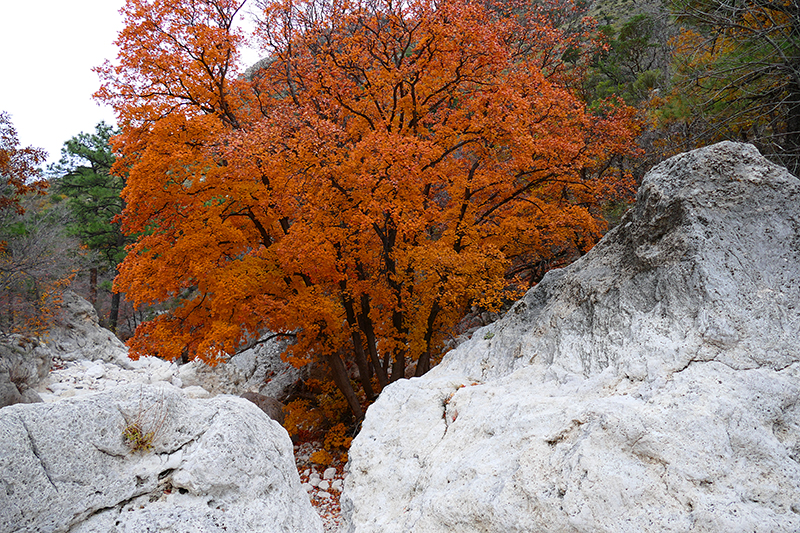 Devils Hall Guadalupe Mountains