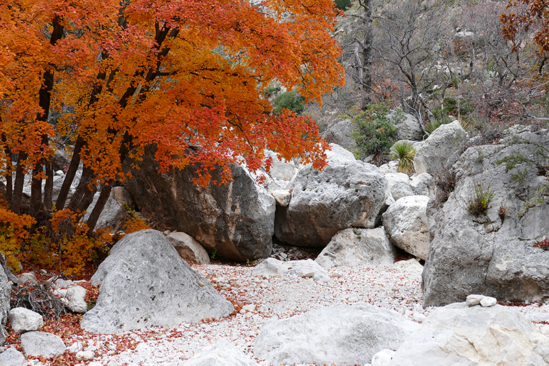 Devils Hall - Pine Spring [Guadalupe Mountains National Park]