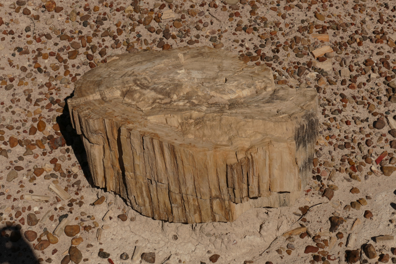 Devils Playground [Petrified Forest National Park]