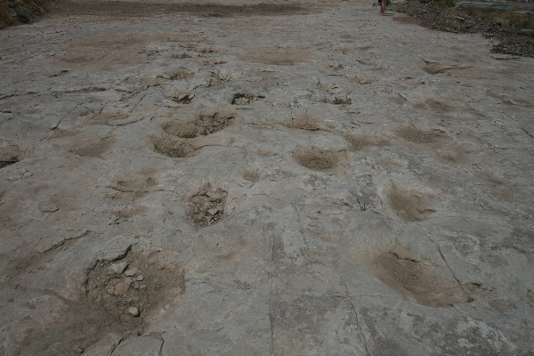 Dinosaur Tracks [Picketwire Canyon]