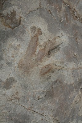 Dinosaur Tracks [Picketwire Canyon]