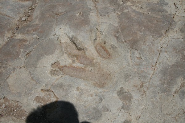 Dinosaur Tracks [Picketwire Canyon]