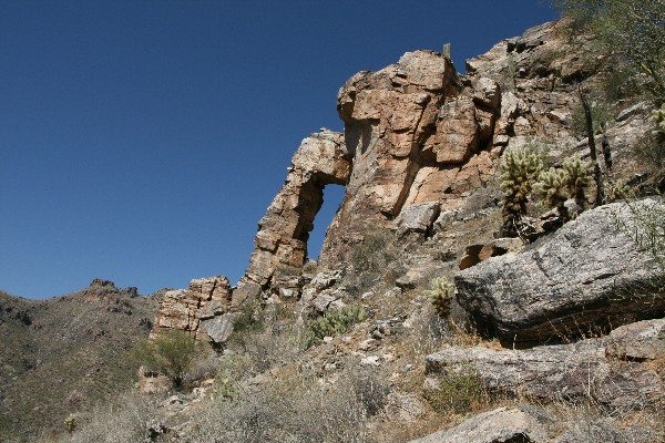 Elephant Trunk