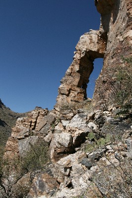 Elephant Trunk