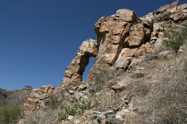 Elephant Trunk