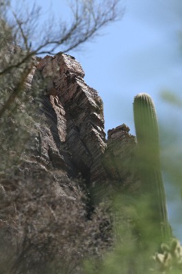 Elephant Trunk