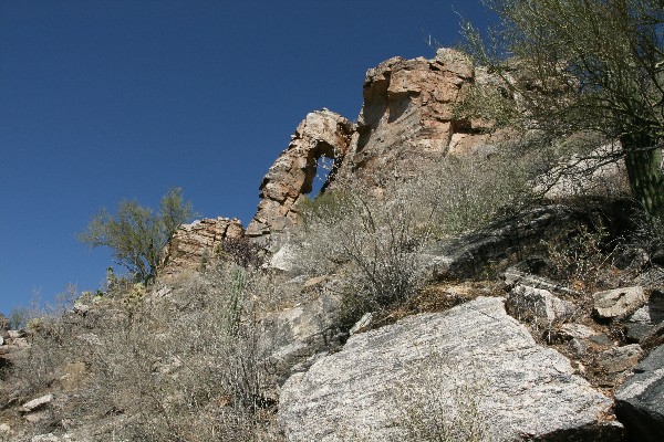 Elephant Trunk