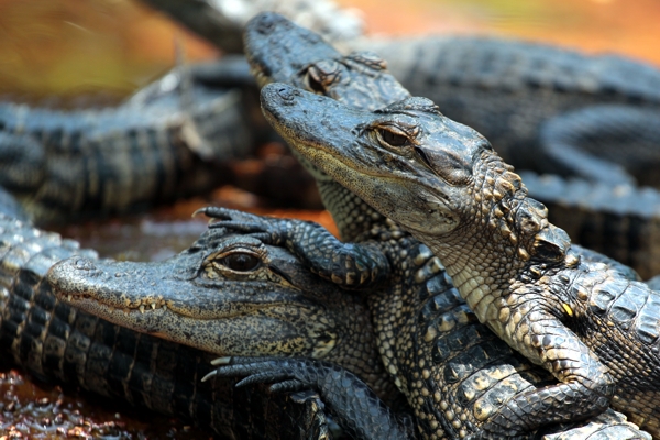 Everglades National Park