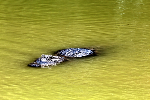 Everglades National Park