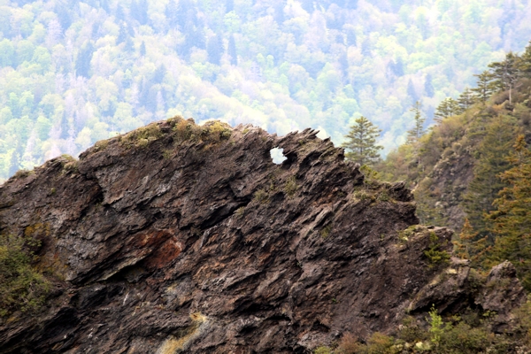 Eye of the Needle [Great Smoky Mountains Nationalpark]