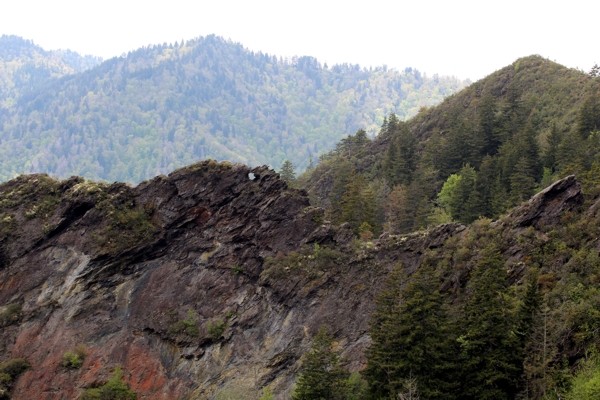 Eye of the Needle [Great Smoky Mountains Nationalpark]