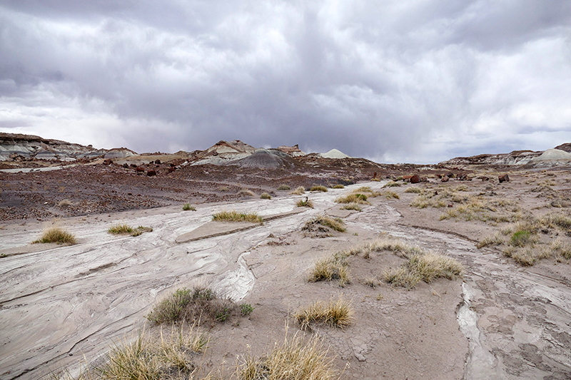 First Forest [Petrified Forest National Park]