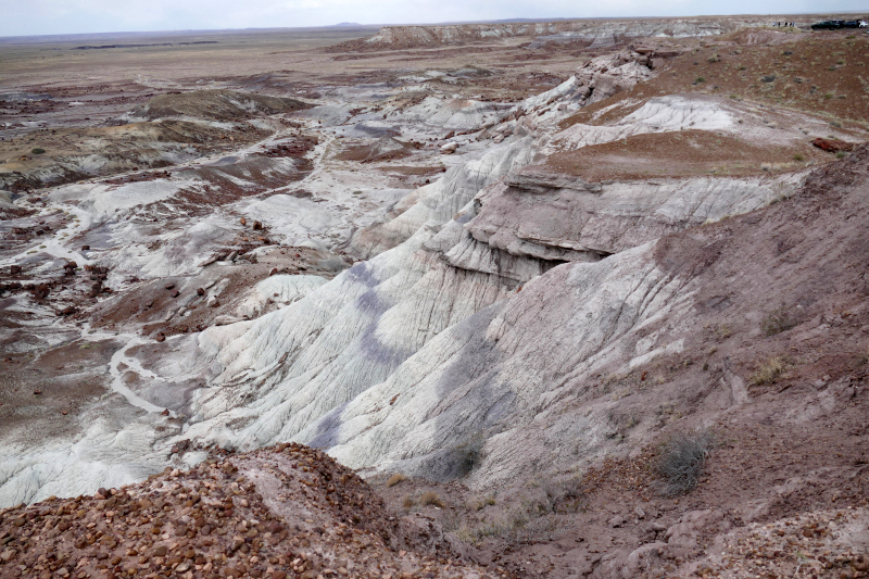 First Forest [Petrified Forest National Park]