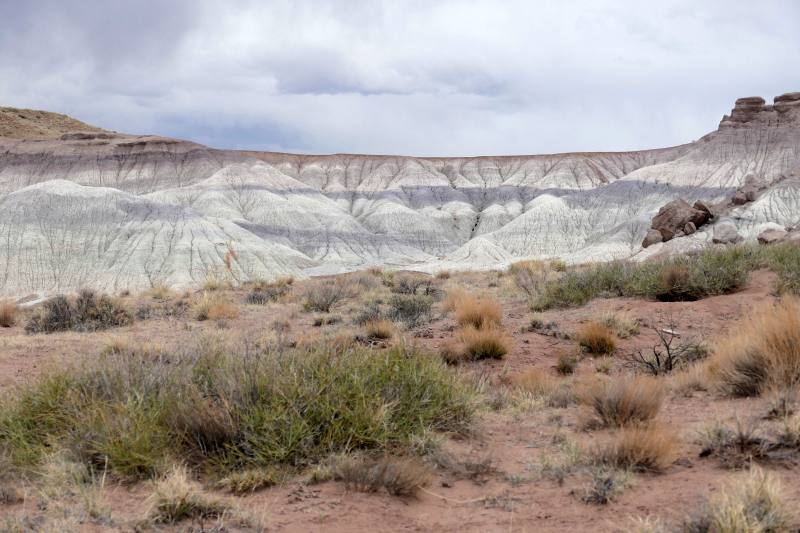 First Forest [Petrified Forest National Park]