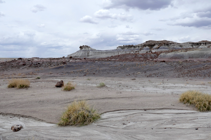 First Forest [Petrified Forest National Park]