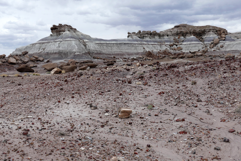 First Forest [Petrified Forest National Park]