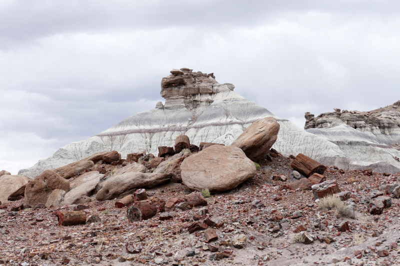 First Forest [Petrified Forest National Park]